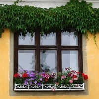 Как закрепить цветы за окном